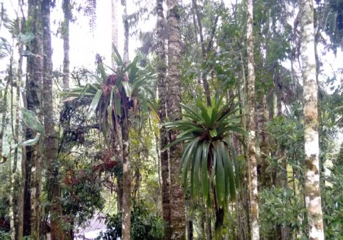 Sítio,Venda,1061