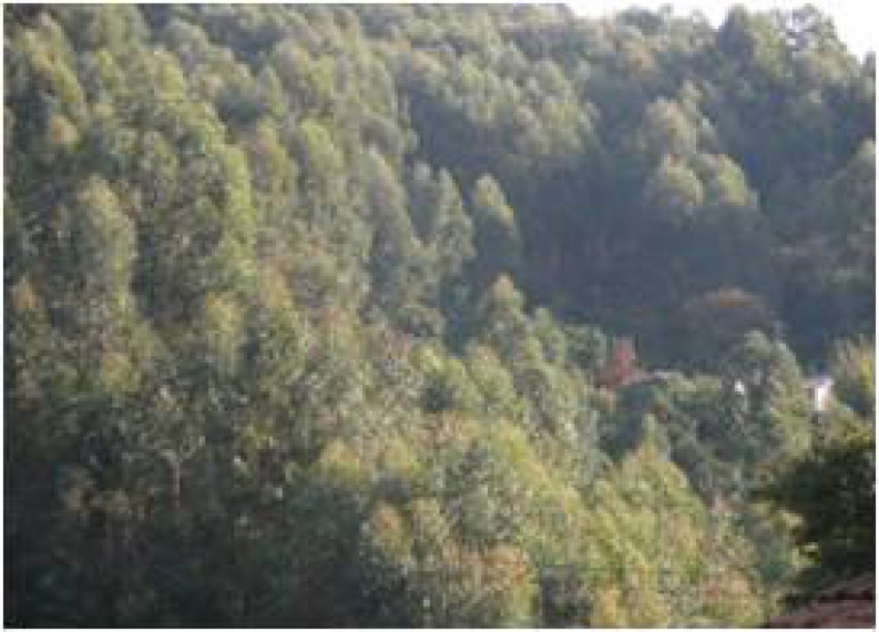 Sítio,Venda,1066